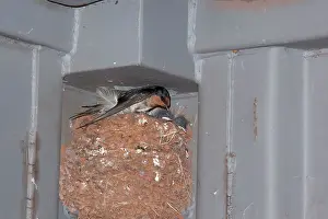 Corner: Welcome Swallow - at its nest with young - in the