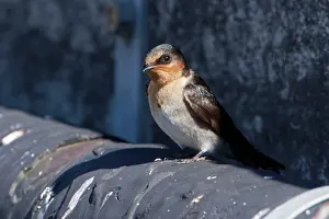 Neoxena: Welcome Swallow - perched