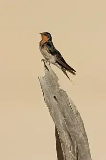 Deadwood: Welcome Swallow - Perched on a piece of deadwood