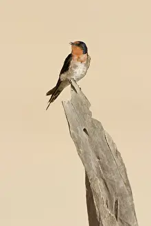 Deadwood: Welcome Swallow - Perched on a piece of deadwood