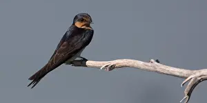 Stick: Welcome Swallow - perched on a stick - Nelson water