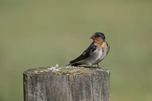 Groynes: Welcome Swallow - Resting on a post - at the Groynes