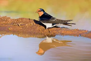 Puddles: Welcome Swallow - side view of an adult gathering