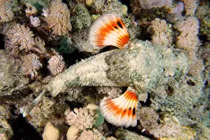 Metal: A well-camouflaged humphead dragonhead (Scorpaneopsis