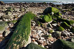 4000: Well-preserved fossil forest - from c. 4000 years