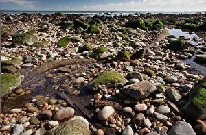 4000: Well-preserved Fossil Forest from c. 4000 years