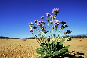 Wells: Wells Dampiera