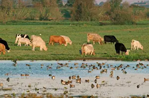 Welney: Welney Flood - with cattle & wildfowl
