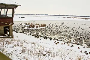 Watchers: Welney nature reserve - bird watchers observe wildfowl