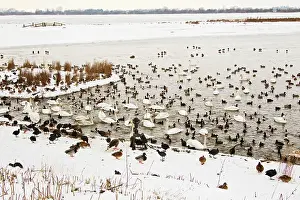 Welney: Welney nature reserve - wildfowl gathering for feeding time