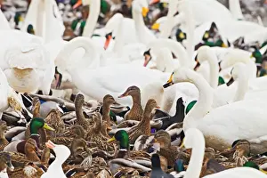 Welney: Welney nature reserve - wildfowl gathering for feeding time