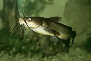 Barbel: Wels Catfish