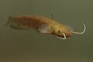 Catfish: Wels Catfish