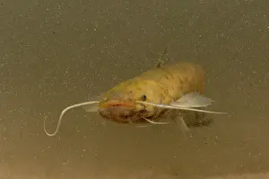Catfish: Wels Catfish