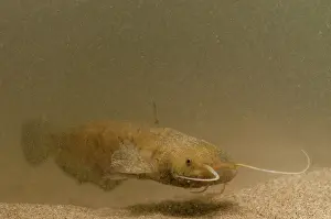 Catfish: Wels Catfish