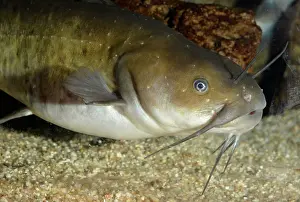 Catfishes: Wels Catfish / Sheatfish