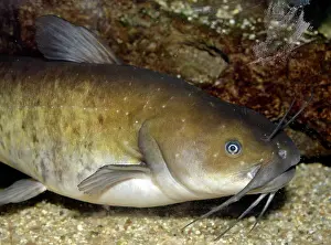 Catfishes: Wels Catfish / Sheatfish