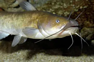 Catfishes: Wels Catfish / Sheatfish