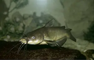 Barbel: Wels Catfish - showing barbels (feelers)