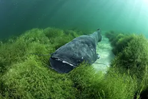 Silurus: Wels catfish, Silurus glanis, also called sheatfish