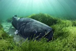 Silurus: Wels catfish, Silurus glanis, also called sheatfish