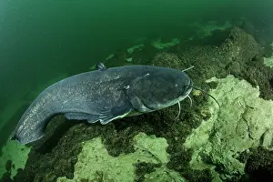 Silurus: Wels catfish, Silurus glanis, also called sheatfish