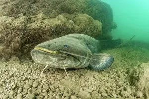 Catfish: Wels catfish (Silurus glanis), in the Lez river