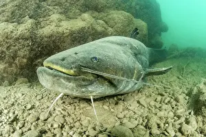 Catfish: Wels catfish (Silurus glanis), in the Lez river
