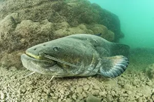 Catfish: Wels catfish (Silurus glanis), in the Lez river