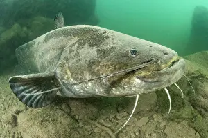 Catfish: Wels catfish (Silurus glanis), in the Lez river
