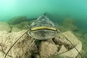 Catfish: Wels catfish (Silurus glanis), in the Lez river