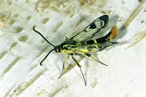 Clearwing: Welsh Clearwing - resting on birch stem