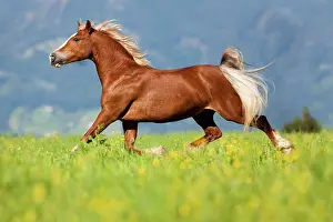Welsh: Welsh Cob mare, Sorrel, trotting through a flower