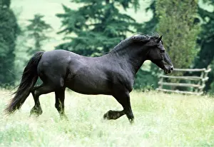 Welsh: Welsh Cob Pony - running though field