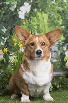 050719: Welsh Corgi dog outdoors in the garden