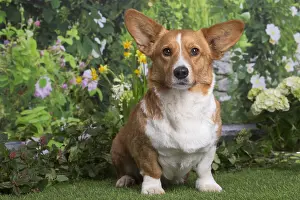 050719: Welsh Corgi dog outdoors in the garden