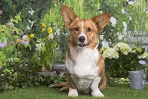 050719: Welsh Corgi dog outdoors in the garden