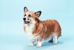Pembroke: WELSH CORGI DOG (Pembroke)