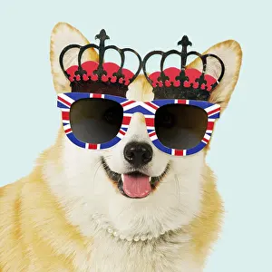 Queens: Welsh corgi Dog wearing crown glasses and pearls