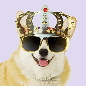 Queens: Welsh corgi Dog wearing crown glasses and pearls