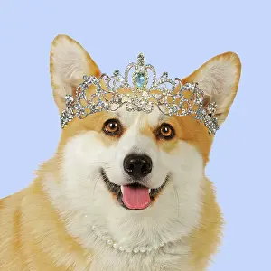 Glasses: Welsh corgi Dog wearing crown glasses and pearls