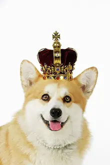 Pearls: Welsh corgi Dog - wearing crown and pearls