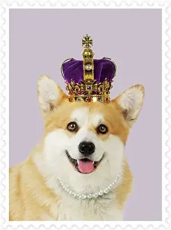 Pearls: Welsh corgi Dog - wearing crown and pearls - on