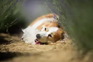 Pembroke: Welsh Corgi Pembroke dog beautifully posing on a