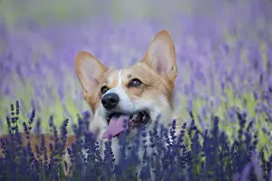 Pembroke: Welsh Corgi Pembroke dog beautifully posing on a