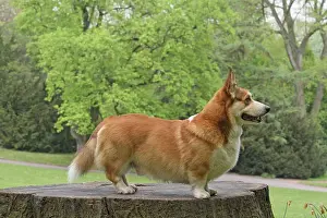 Pembroke: Welsh Corgi Pembroke on a tree stump