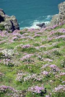 Ramsey: Welsh countryside with wildflowers on coast