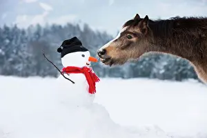 Snowman: Welsh Mountain Pony eating carrot nose of a snowman