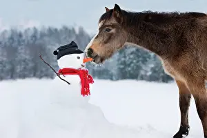 Snowman: Welsh Mountain Pony eating carrot nose of a snowman