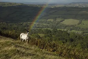 Rainbows: Welsh mountain pony, Herefordshire, England